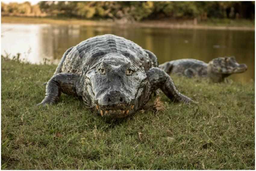 A detailed close-up of a wild alligator resting by