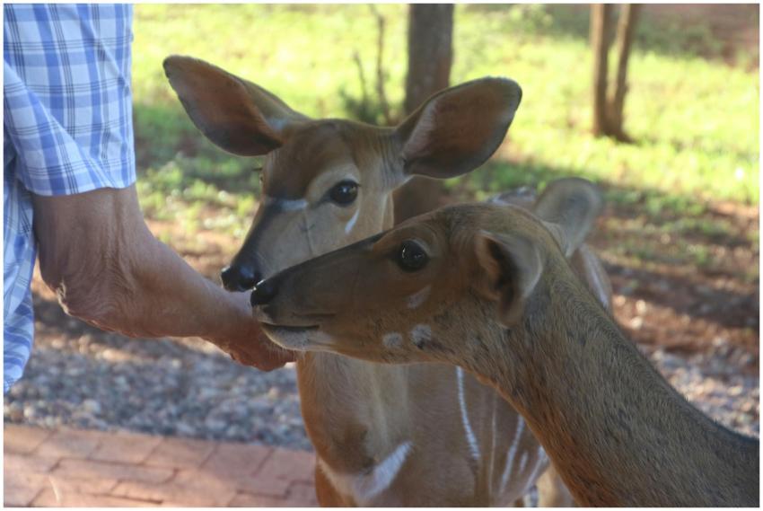 Two deer being gently fed by a person in a tranqui