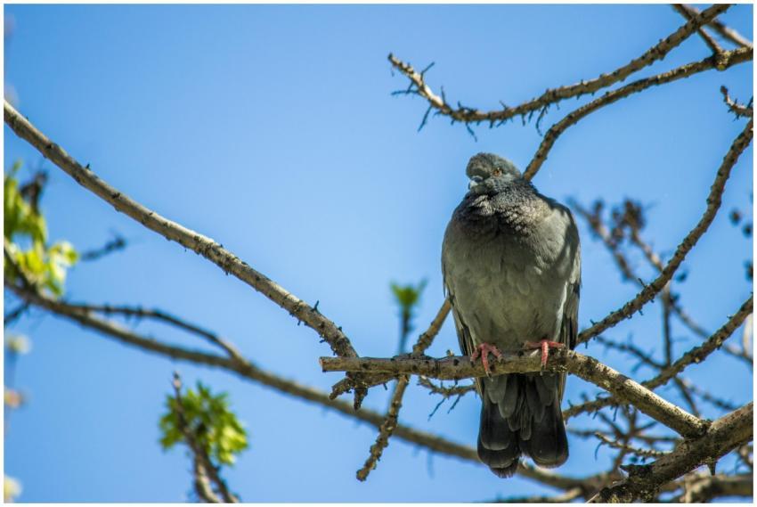 A pigeon sits perched on a tree branch against a c