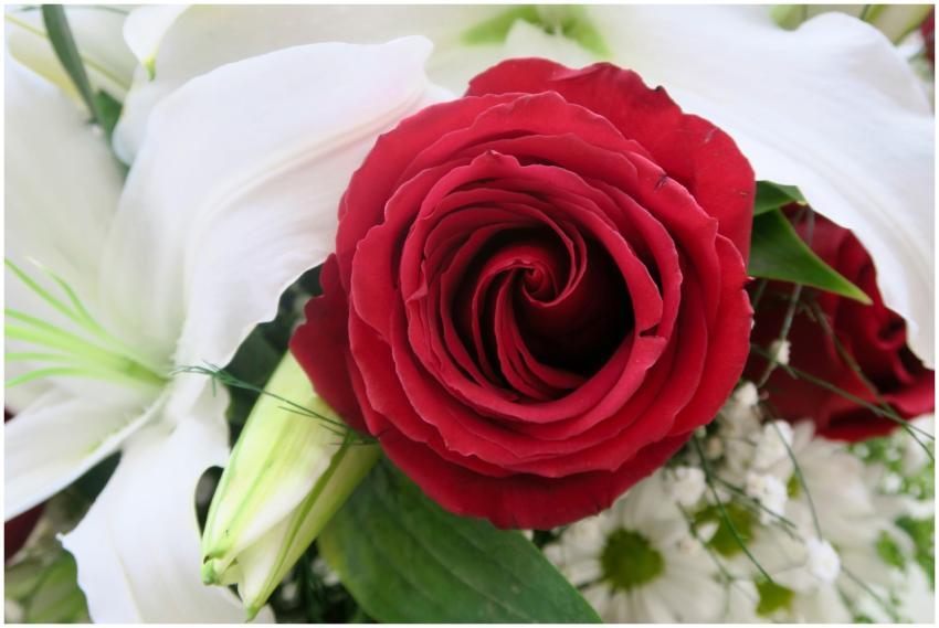 Stunning close-up of a vibrant red rose surrounded