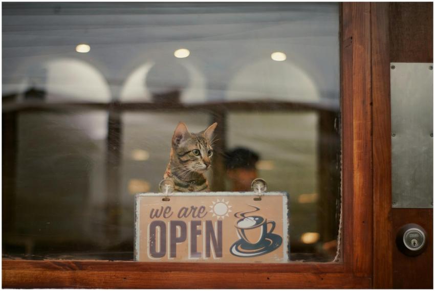A cute tabby cat sits behind a cafe window, peerin