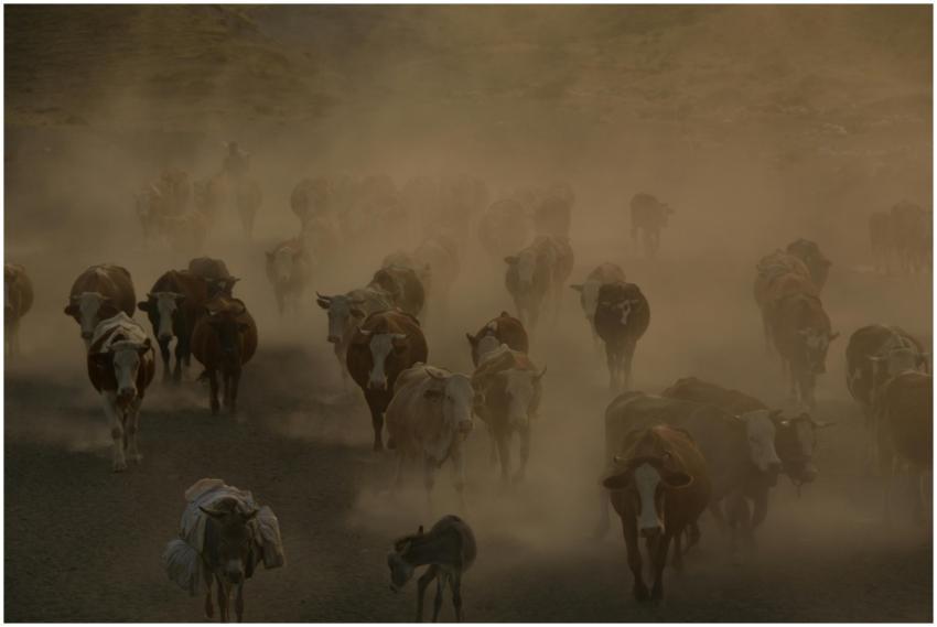 Cattle herd walking through dusty landscape, creat
