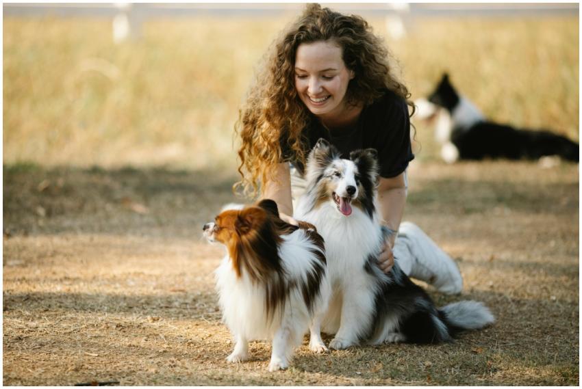 A joyful woman plays with her Shetland Sheepdogs i