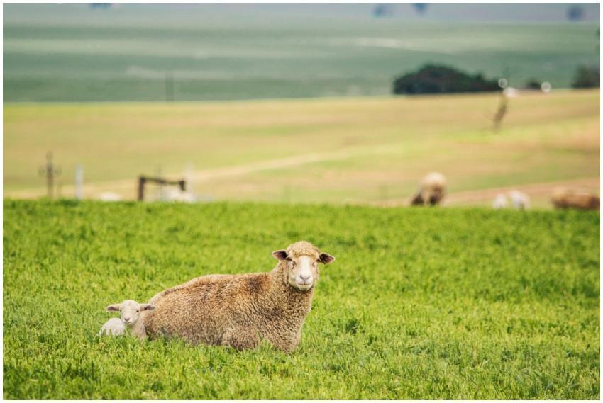 A serene view of a sheep and lamb resting in a lus