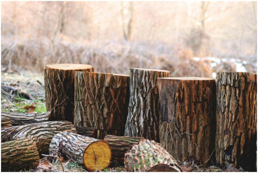 Chopped tree logs stacked in a serene outdoor wood