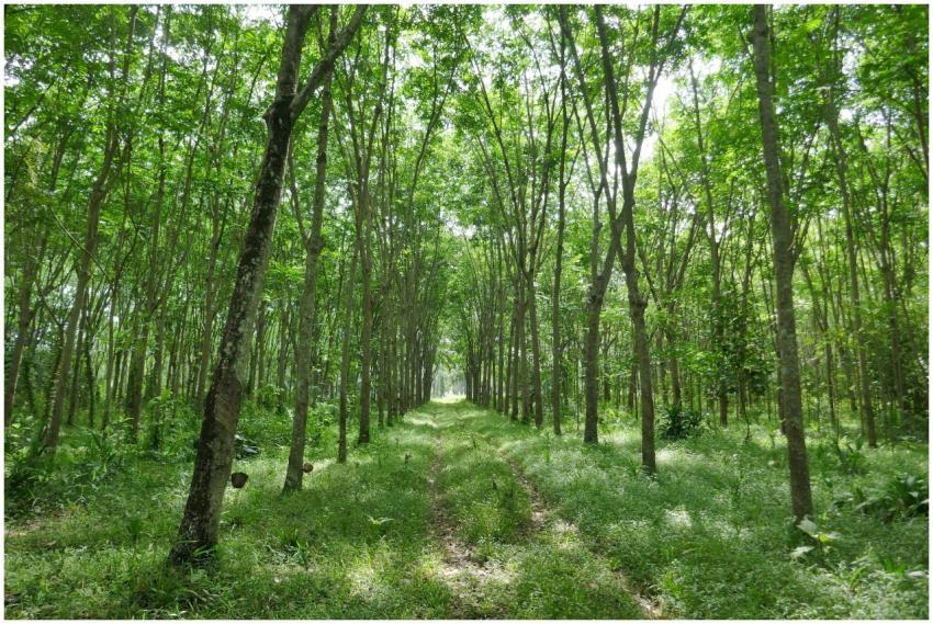 A serene forest pathway lined with vibrant green t