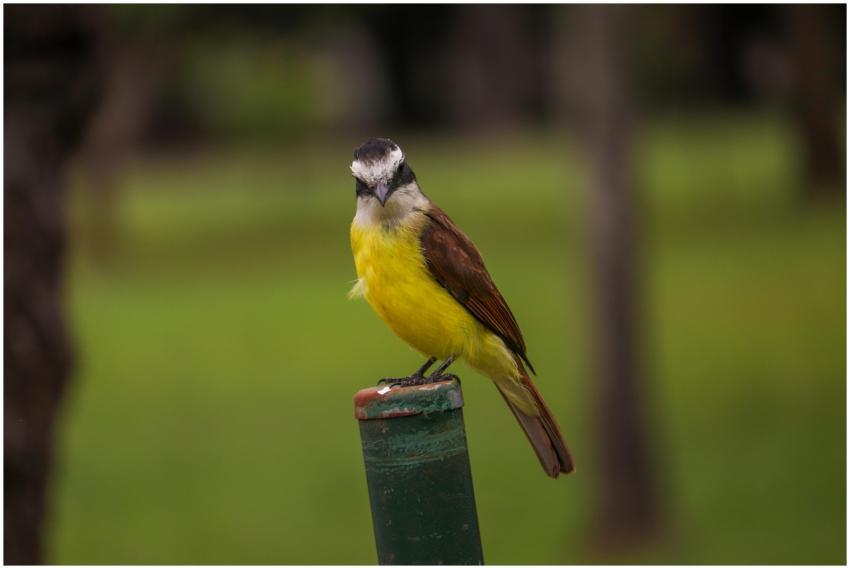 Great Kiskadee Perched Post