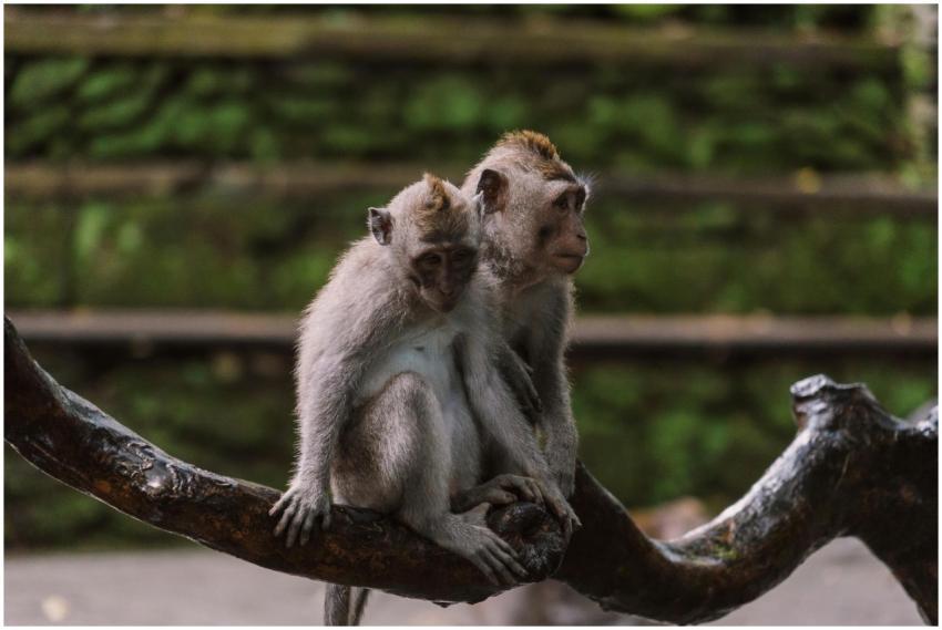 A close-up view of two macaques perched on a branc