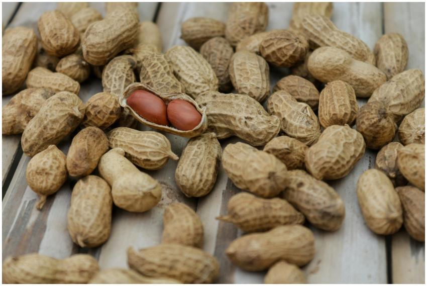 A detailed close-up of peanuts in their shells sca