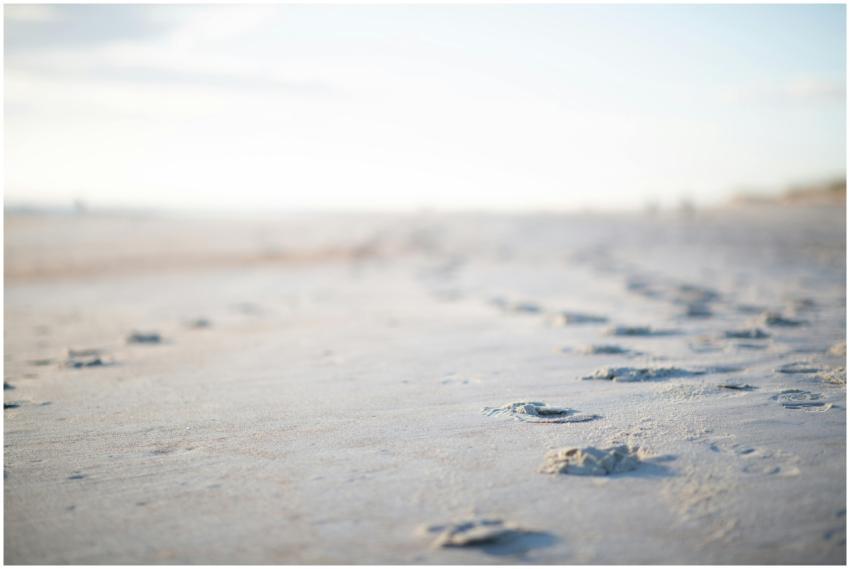 Beach scene showcasing dog paw prints in the sand