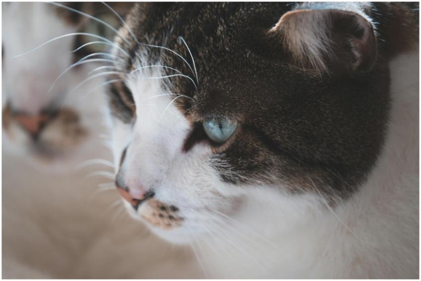 A detailed close-up portrait of a tabby cat with s