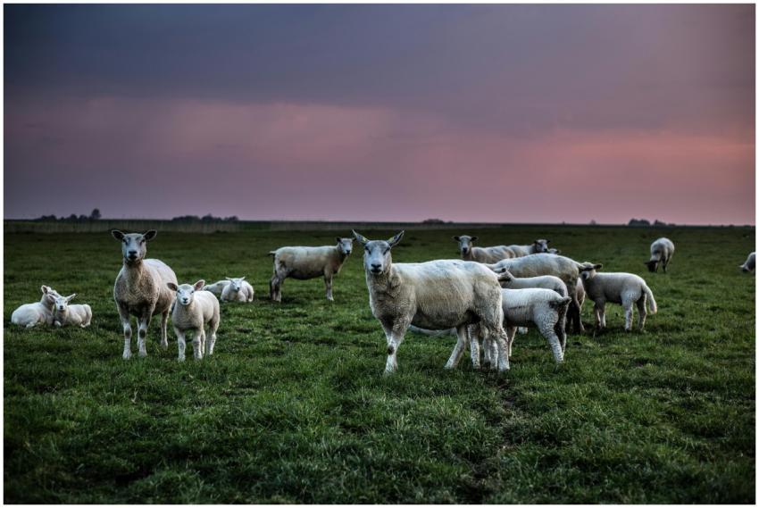 A peaceful scene of sheep grazing in a rural field