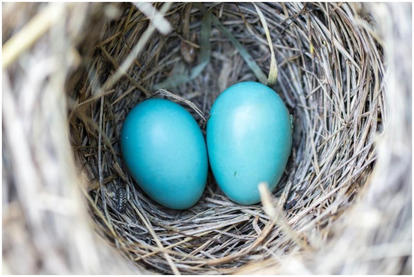 Two vibrant blue eggs nestled in a bird's nest, sy