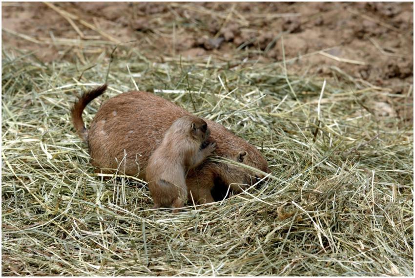 Adorable prairie dog pup interacting with its moth