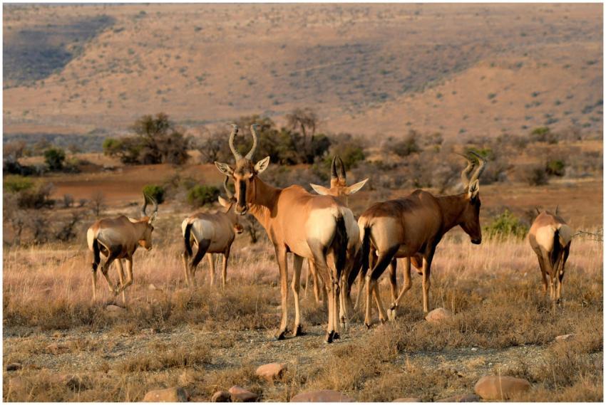 A herd of antelopes grazing in the South African s