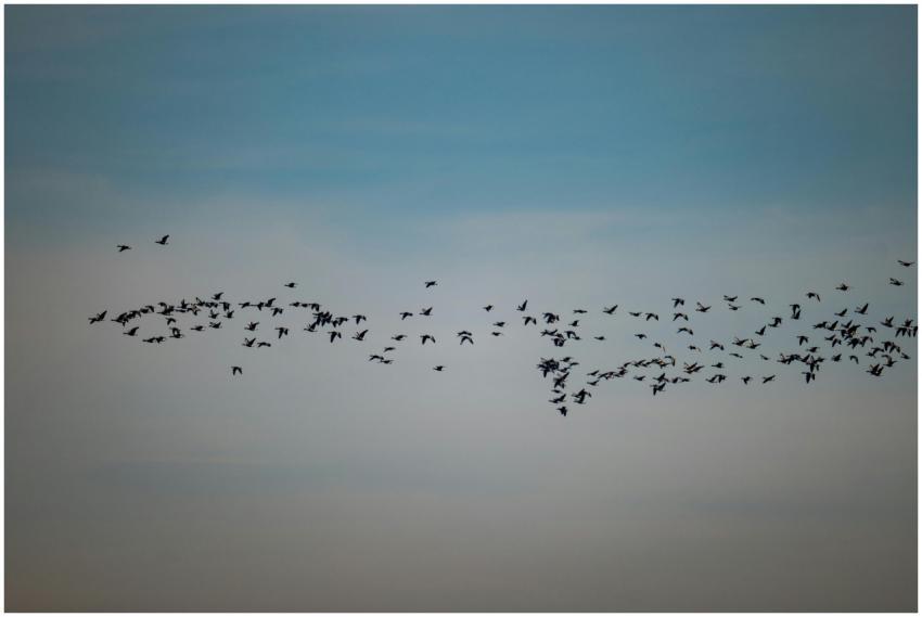 Flock Birds Flight Over