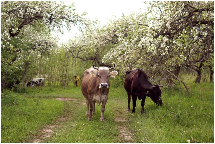 Two cows walking through an orchard with blooming