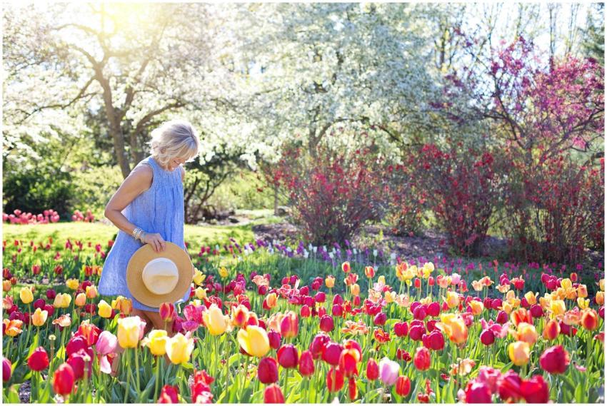 A woman in a blue dress admires colorful tulips in