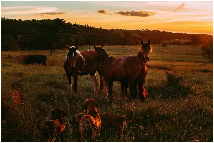 Horses and dogs stand together in a picturesque co