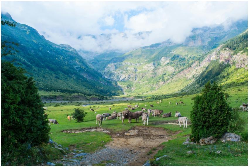 A picturesque valley in Aragon, Spain, with cows g
