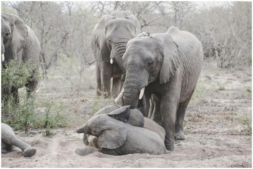 A family of African elephants (Loxodonta africana)