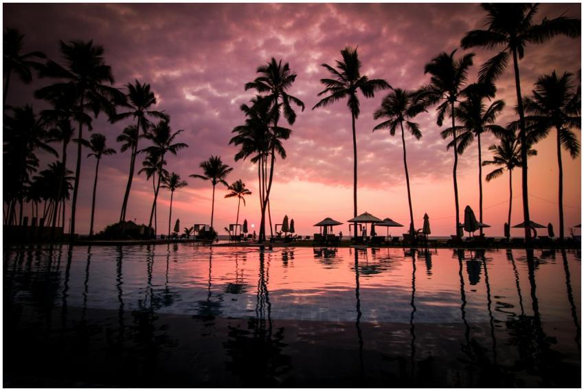 Silhouettes of palm trees at a resort pool during