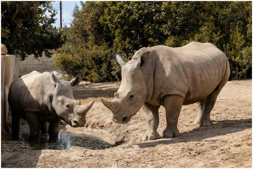 Two rhinos enjoying a sunny day in their natural h
