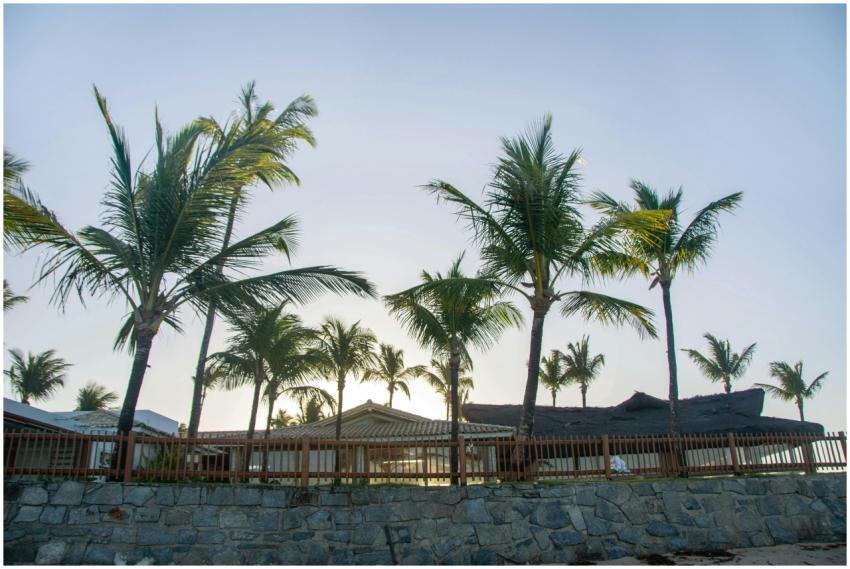A picturesque view of palm trees along the seaside