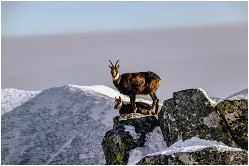 Two mountain goats perched on snowy cliffs with a