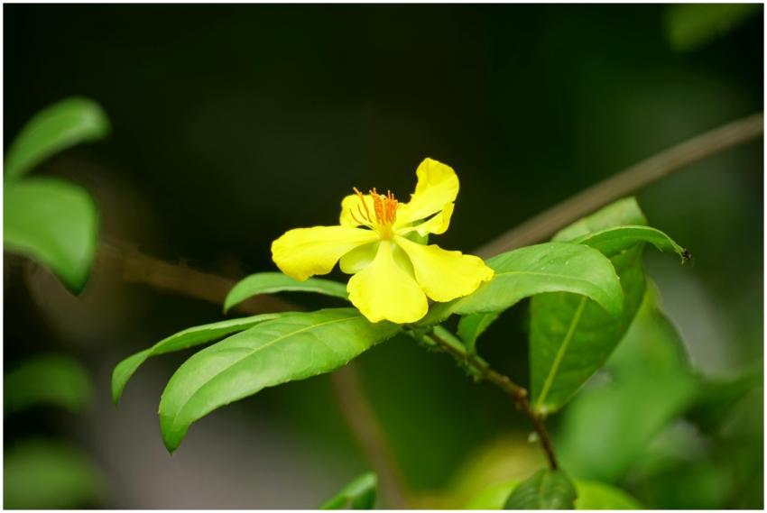 Close-up of a yellow flower with vivid petals amon