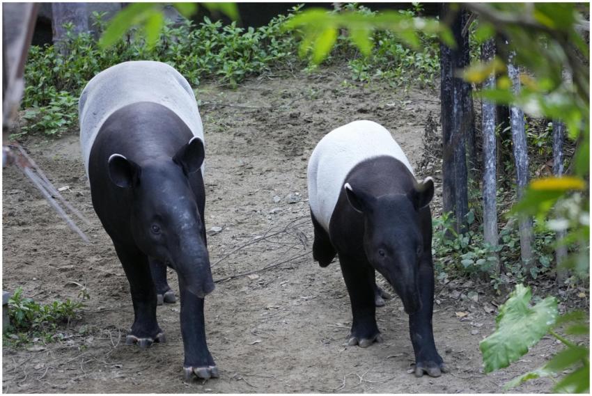 Two Malayan tapirs strolling together in a lush, n