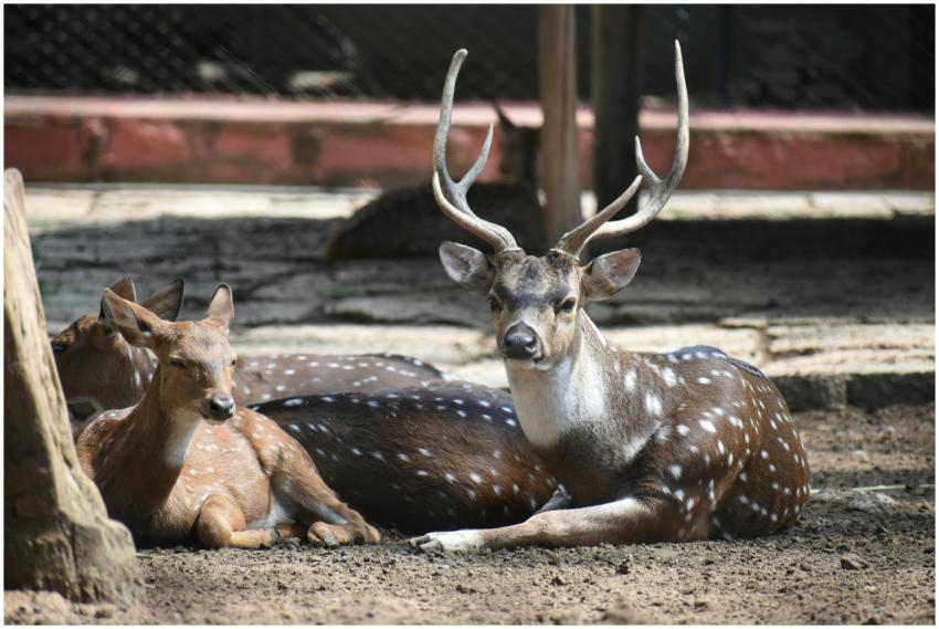 Spotted deer resting in sunlight at a park in Beng