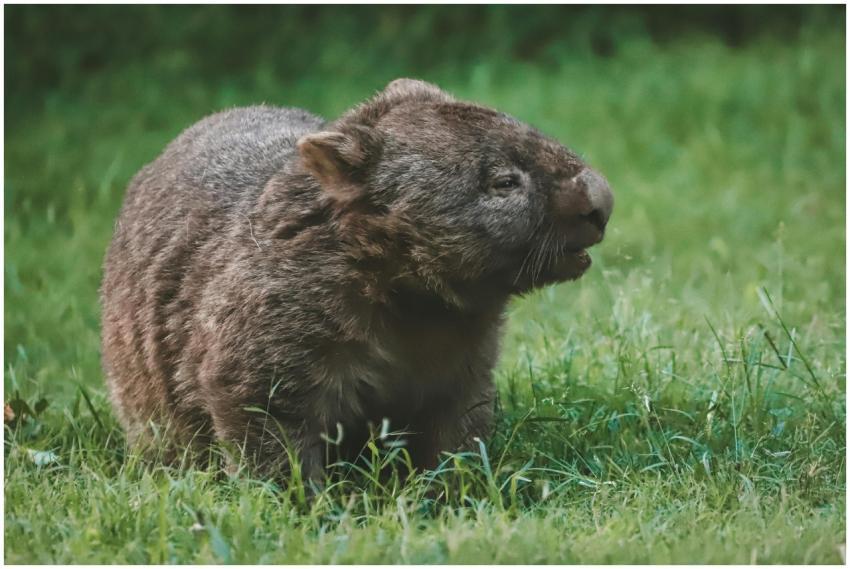 Close-up of a wombat grazing on lush grass in Buan