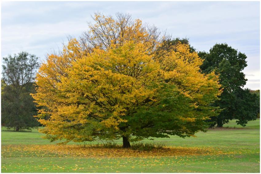 Vibrant Autumn Tree Scottish