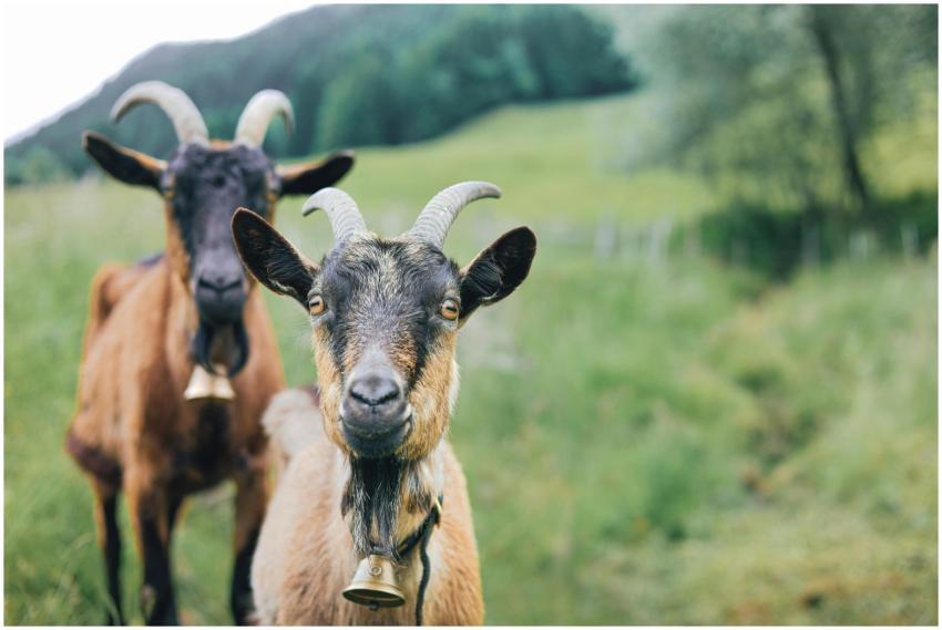 Two goats with bells grazing in the green meadows
