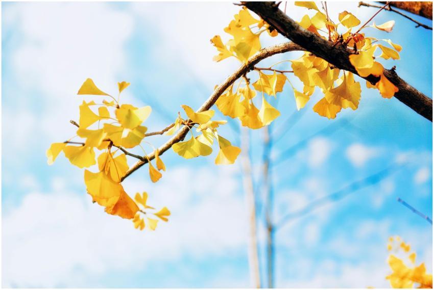 Ginkgo leaves in vibrant yellow contrast against a