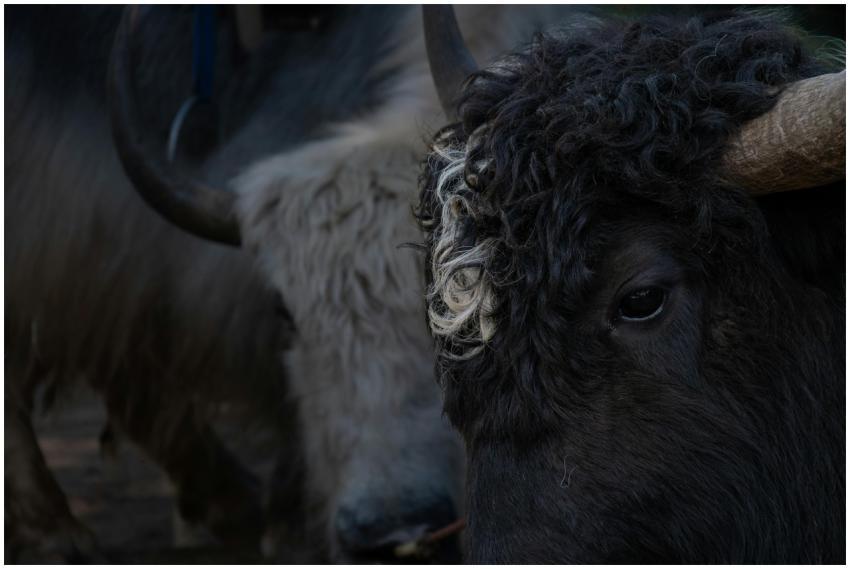Intimate close-up of hairy yaks with horns in a sh