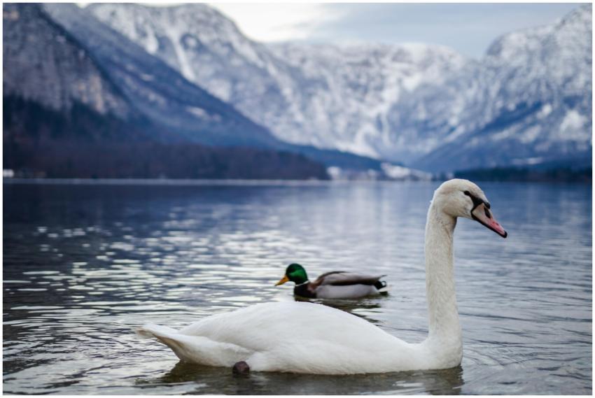 A swan and duck gracefully swim in Hallstatt Lake