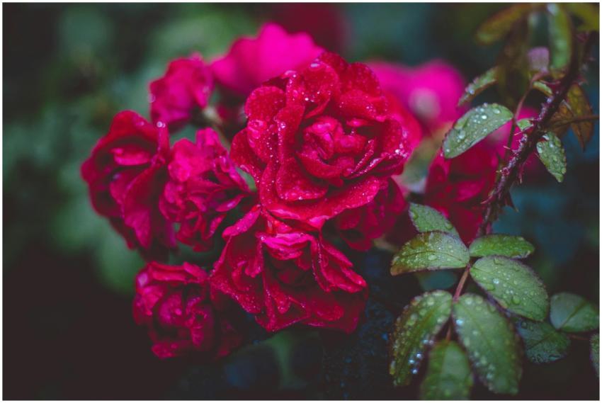 A close-up view of vibrant red roses adorned with
