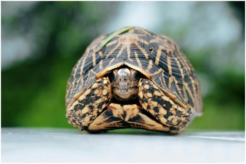 Close-up of an Indian star tortoise with its head