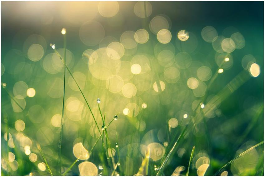 Vivid bokeh effect of morning dew on grass, creati