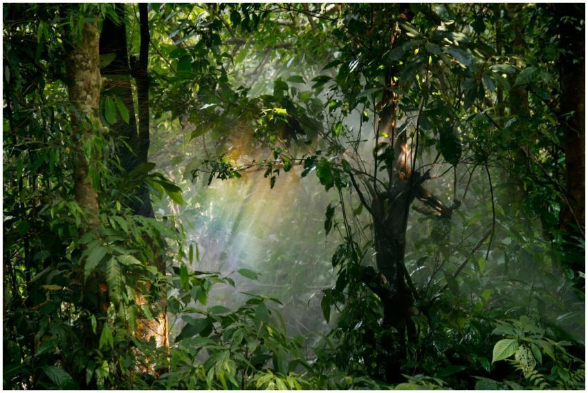 Captivating view of sunlight streaming through lus