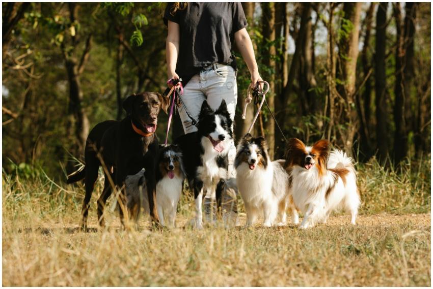 A woman walks several dog breeds on leashes throug