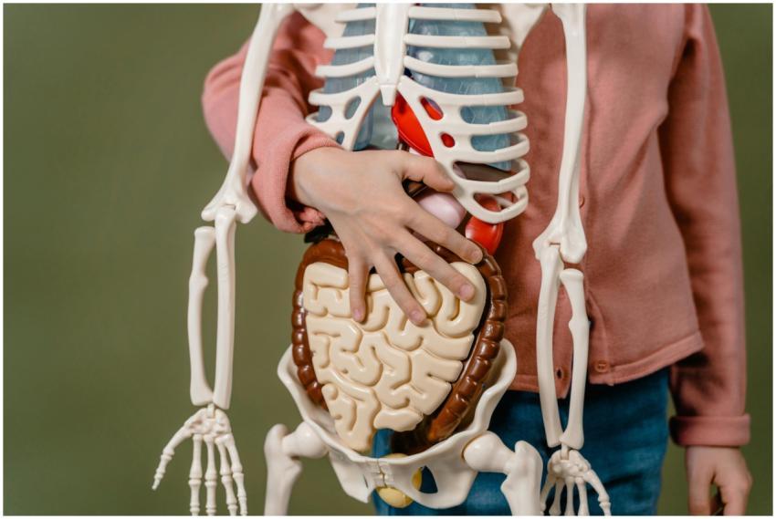 Child learning anatomy using a human skeleton mode
