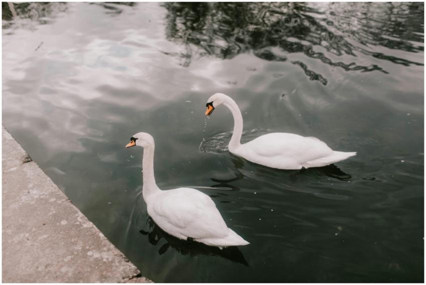 Two elegant swans gracefully swimming in a calm po