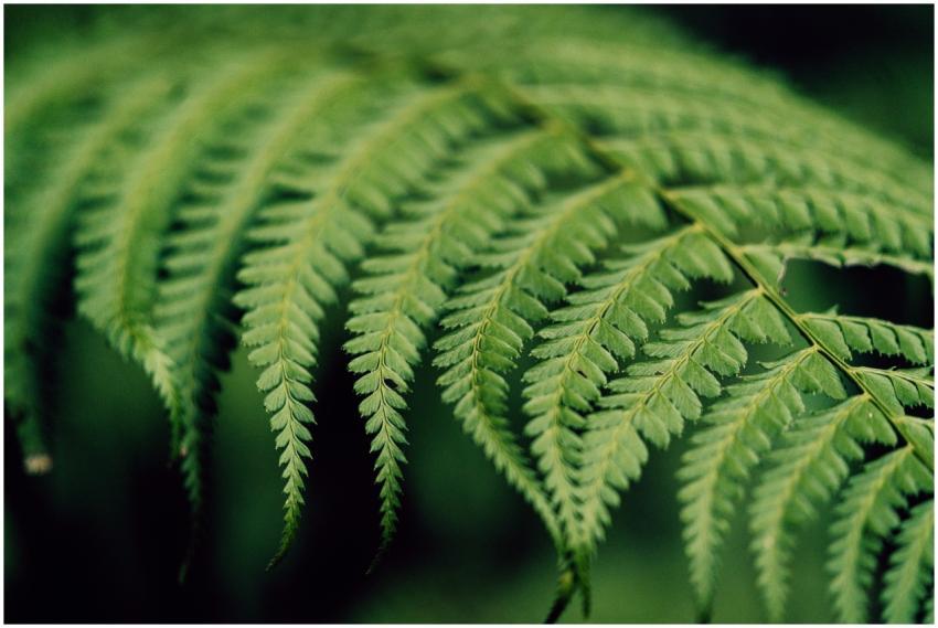 Close-up of a vibrant green fern leaf, showcasing