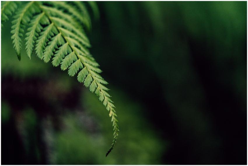 Detailed close-up of a green fern leaf in a lush f