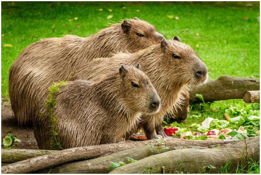 A charming group of capybaras enjoying a sunny day
