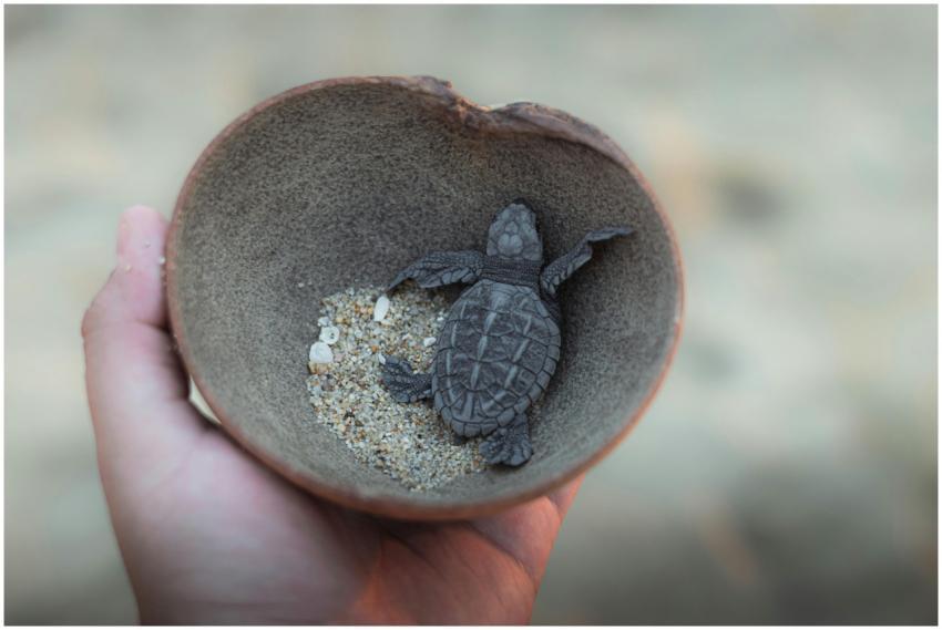 A baby sea turtle in a hand, symbolizing conservat