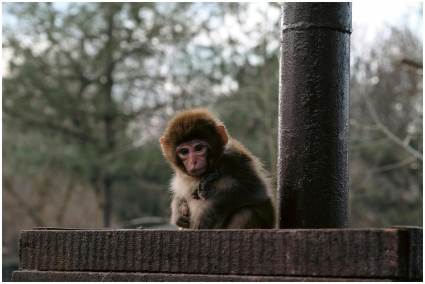 Young monkey sitting on a wooden platform with nat